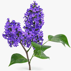 realistic lilac branch 3D model