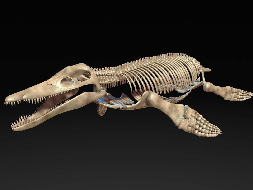 Kronosaurus pliosaur skull skeleton model - TurboSquid 1248852