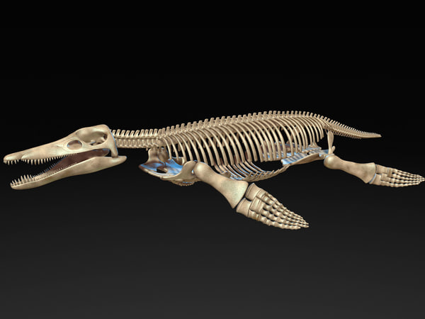 Kronosaurus pliosaur skull skeleton model - TurboSquid 1248852