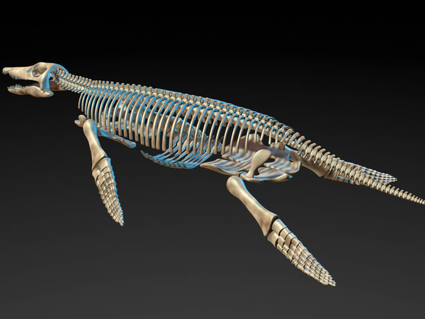 Kronosaurus Pliosaur Skull Skeleton Model - Turbosquid 1248852