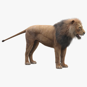3D realistic lion fur