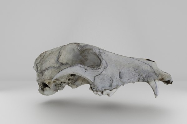 犬の頭蓋骨3dモデル Turbosquid