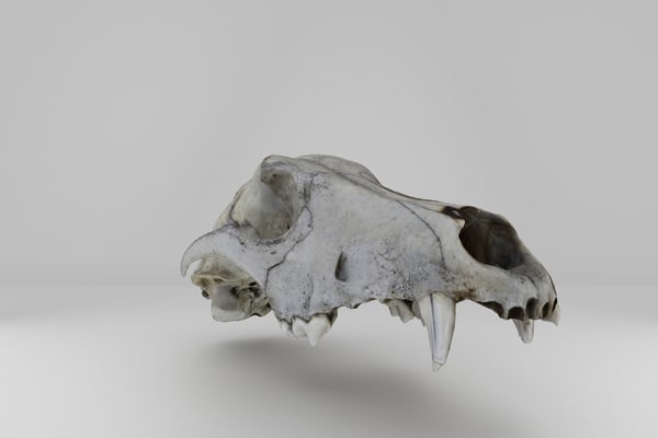 犬の頭蓋骨3dモデル Turbosquid