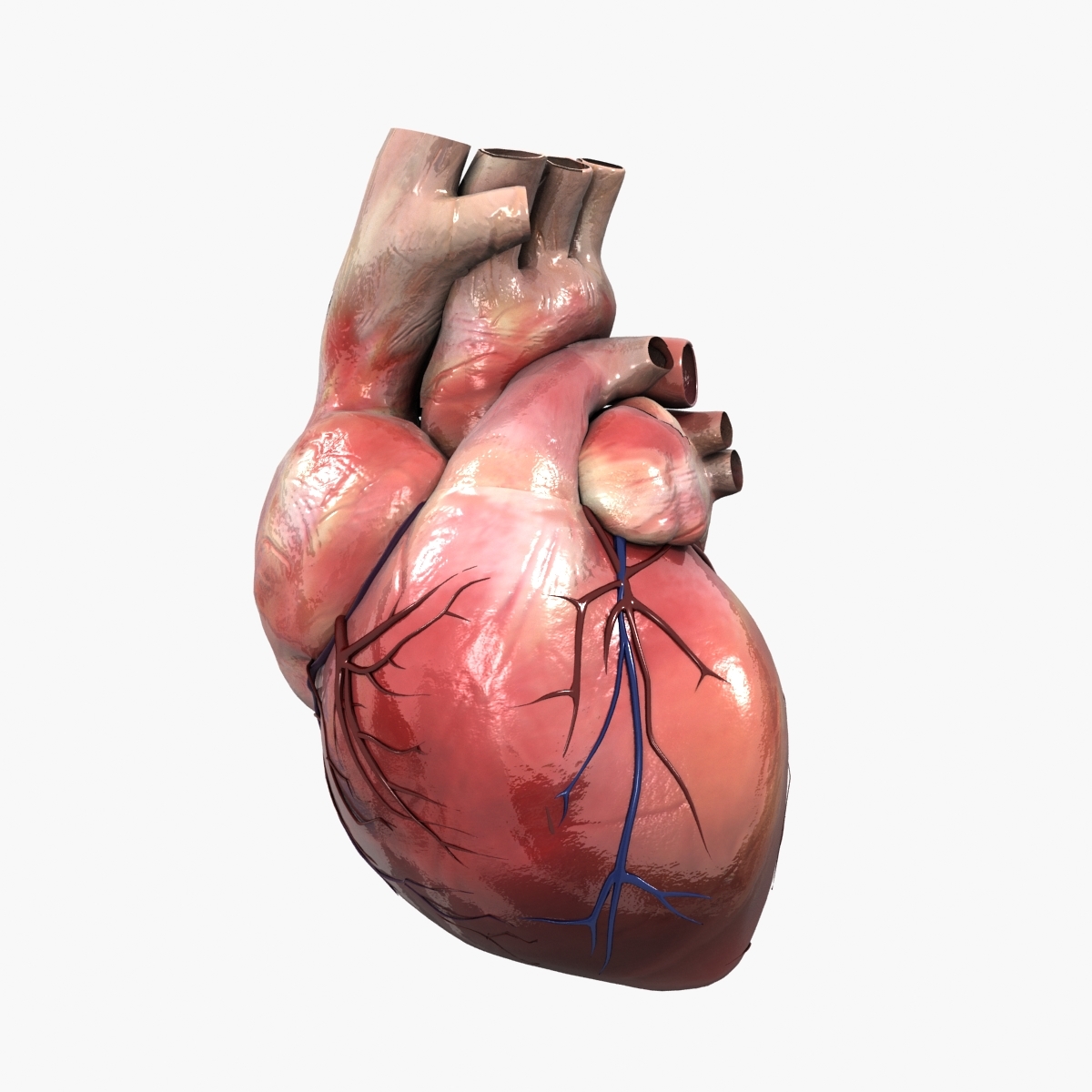 3D human heart medical animation - TurboSquid 1250307