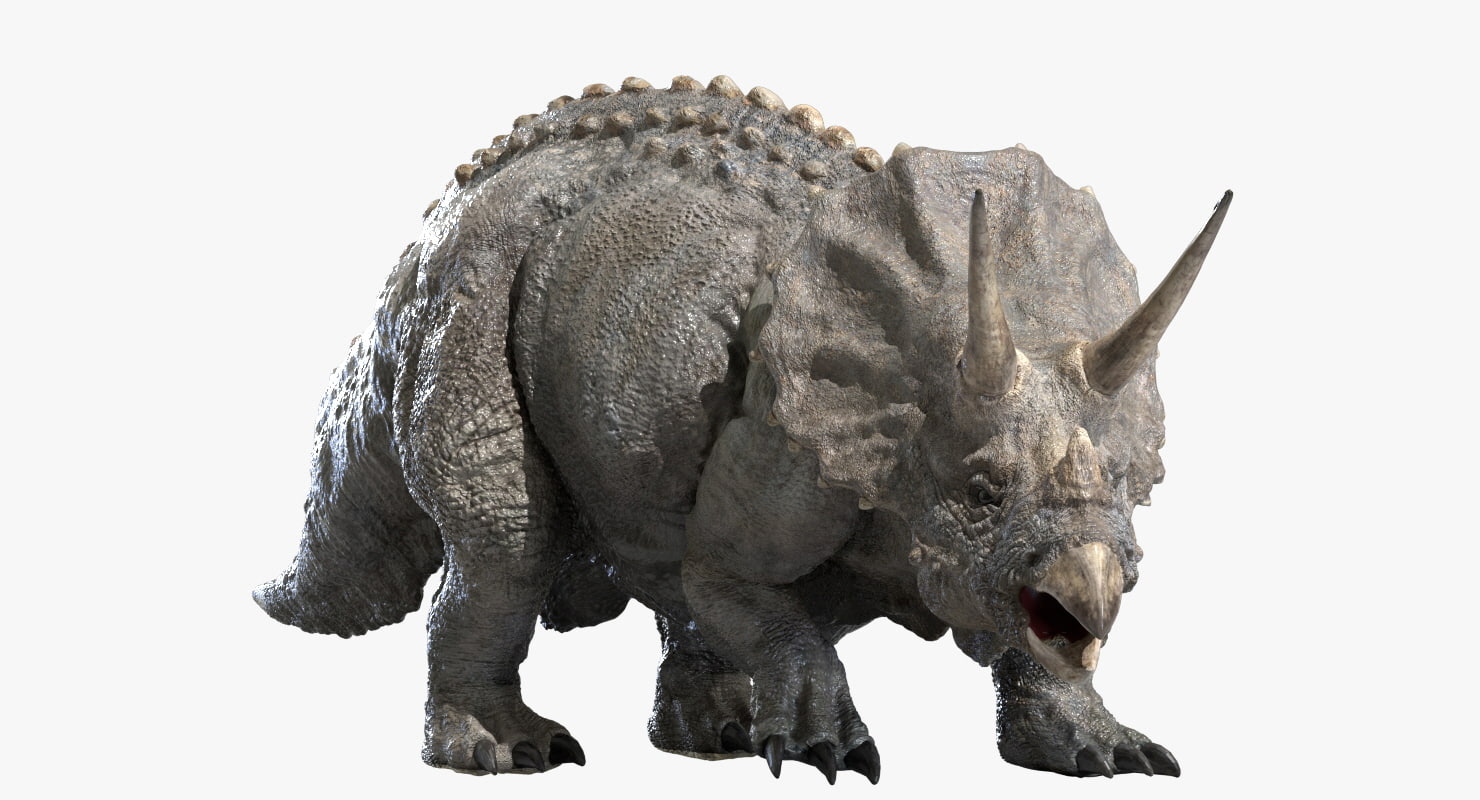 triceratops view in 3d