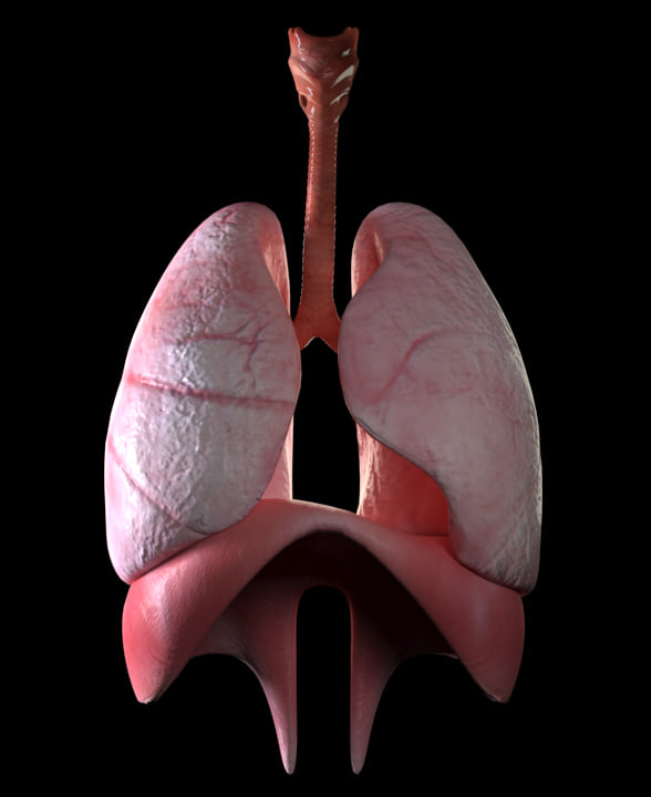 Lungs 3D model TurboSquid 1250344