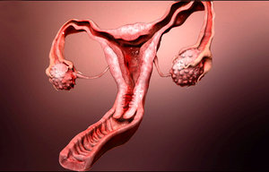 3d model female reproductive