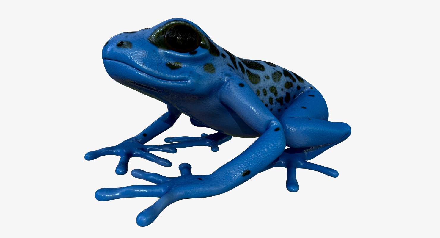 3D model realistic poison dart frog - TurboSquid 1250749