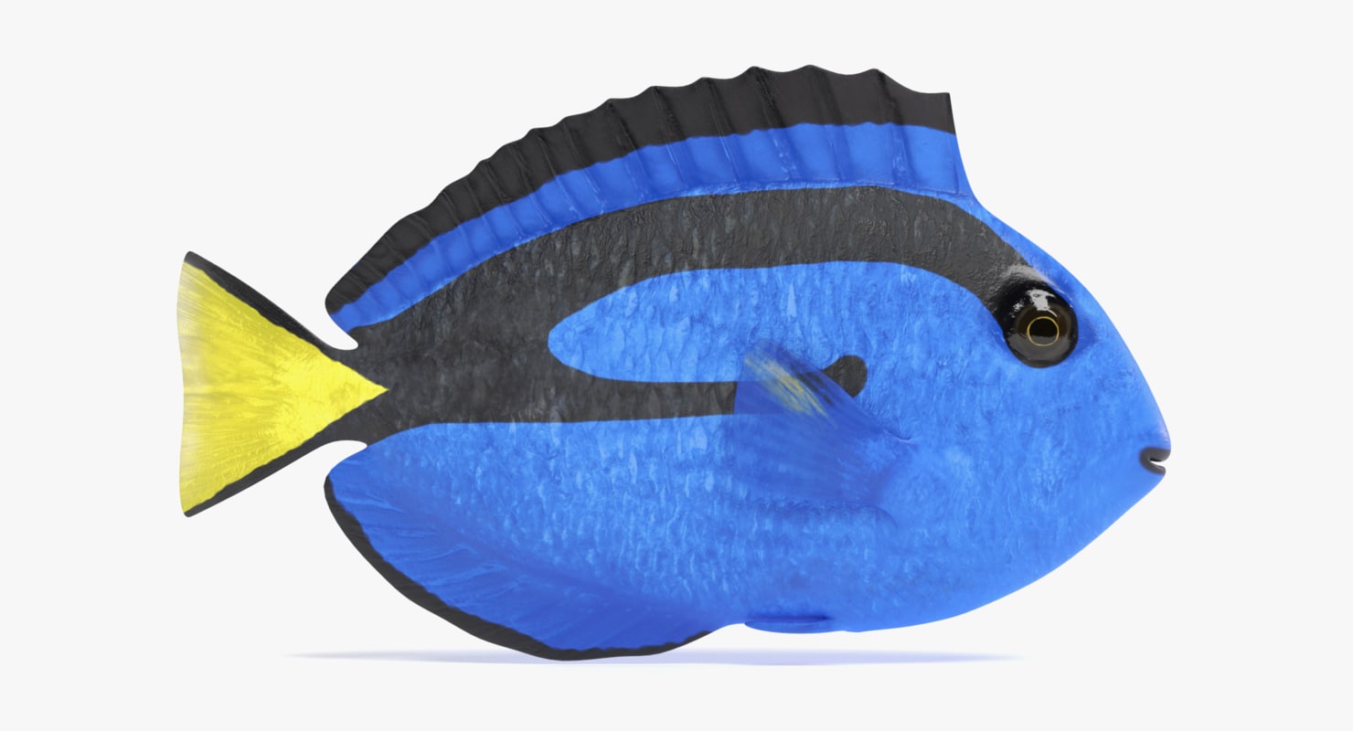 Blue tang 3D model - TurboSquid 1251116