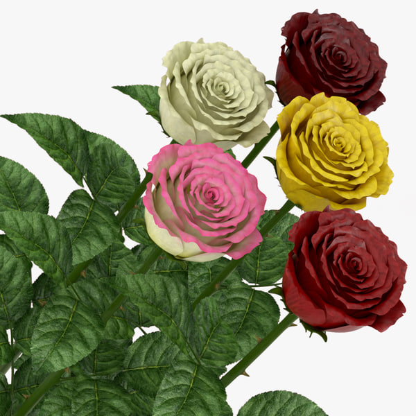 Rose Hotel