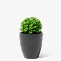 3D boxwood plant