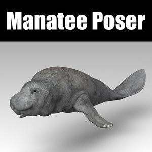 3D manatee animal