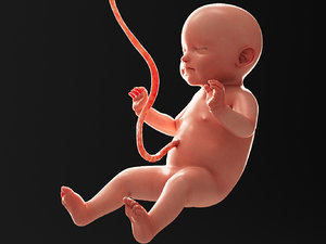fetus human model
