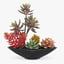 decoration succulents cactus model
