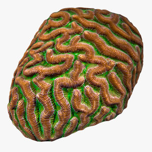 3D model brain coral