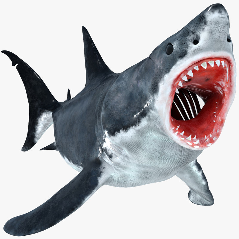 Great white shark animation 3D model TurboSquid 1245522