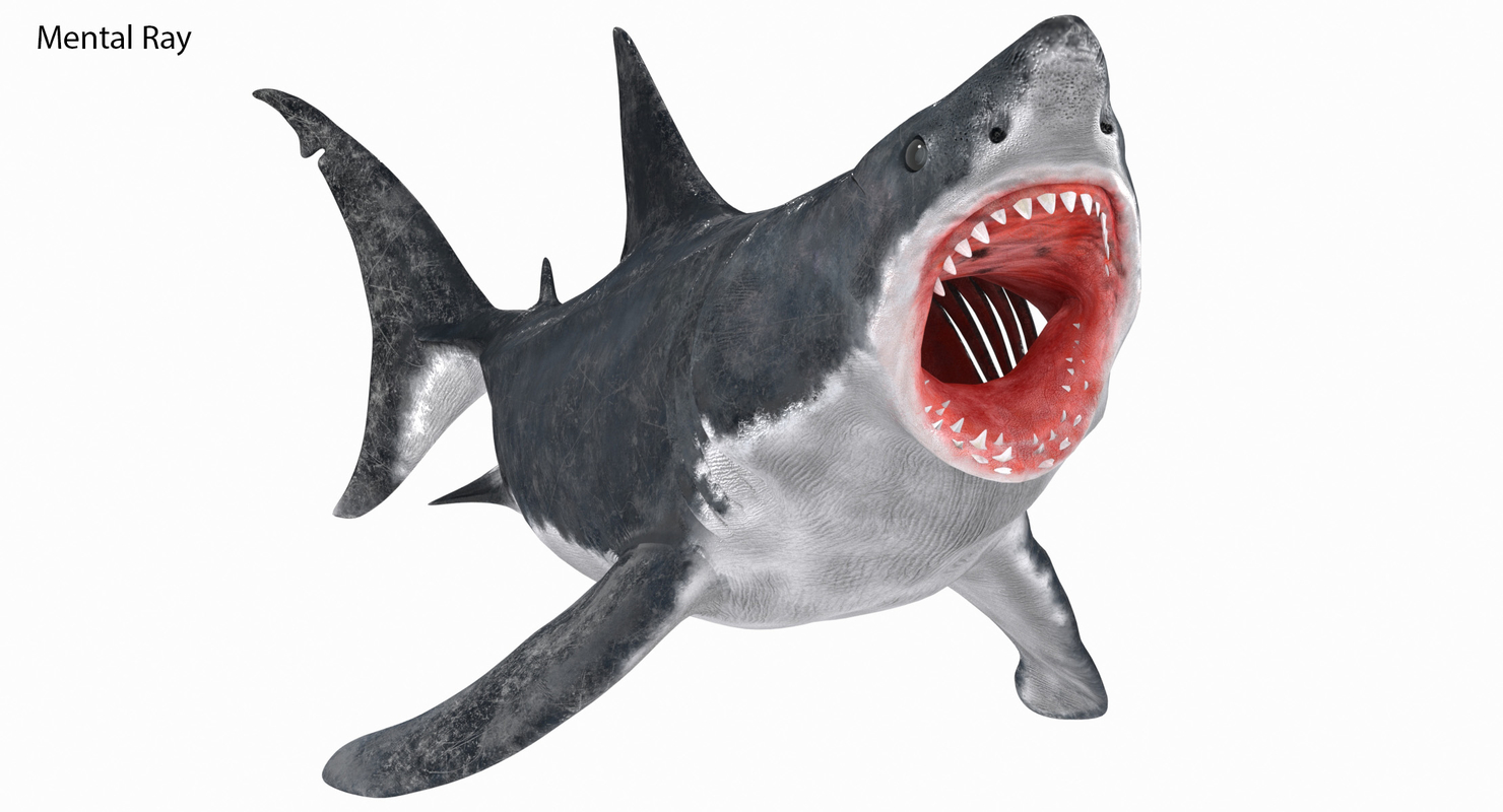 Great white shark animation 3D model - TurboSquid 1245522