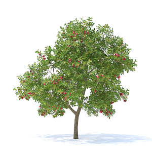 apple tree 3 7m 3D model