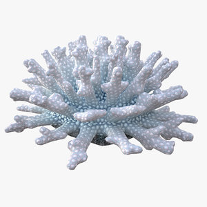 coral acropora v4 3D