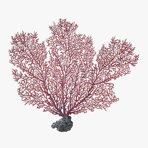 fan coral v2 3D model