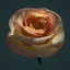 3D rose animation