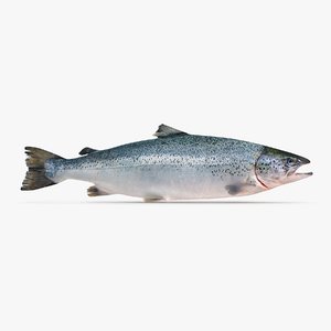 3d model atlantic salmon