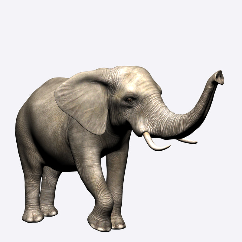 Elephant Model Turbosquid
