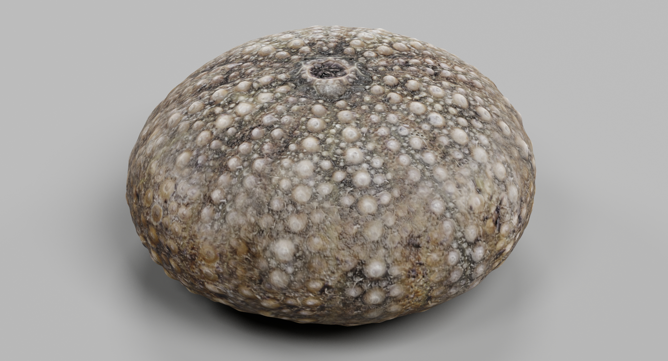 3d Sea Urchin Shell Turbosquid 1252583