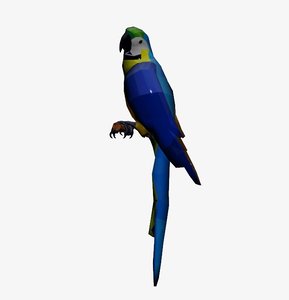 3D macaw