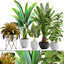 3D plants date palm model