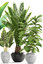 3D plants date palm model