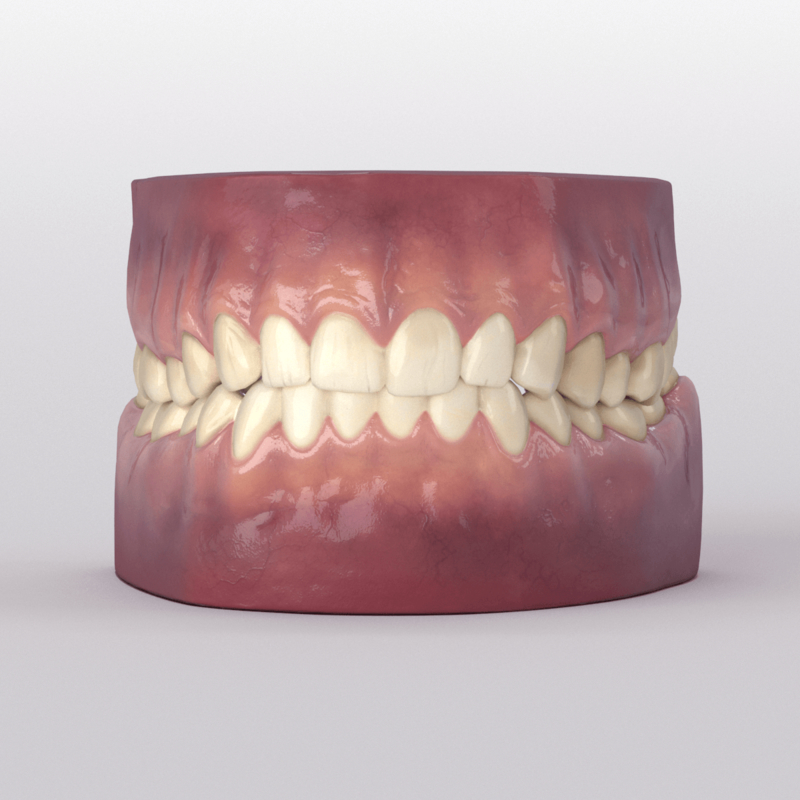 Realistic Teeth D Model Turbosquid