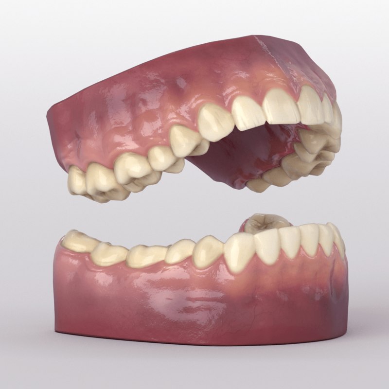 Realistic teeth 3D model TurboSquid 1252964