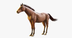 horse blender hairs 3D model