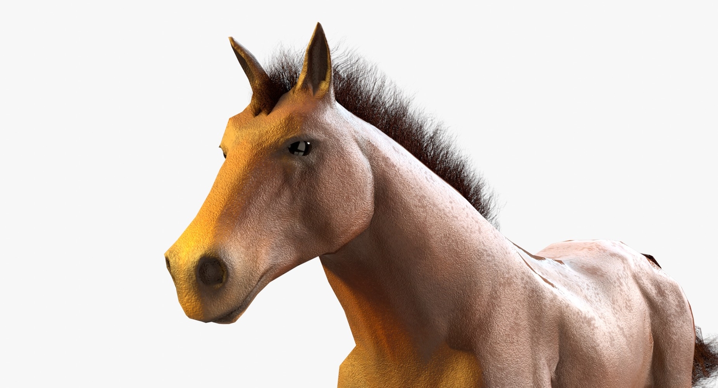 Horse blender hairs 3D model TurboSquid 1253050