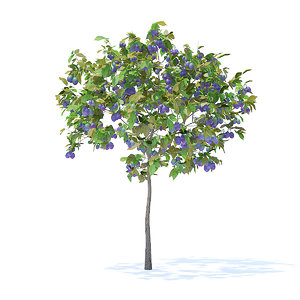 plum tree 2m 3D model