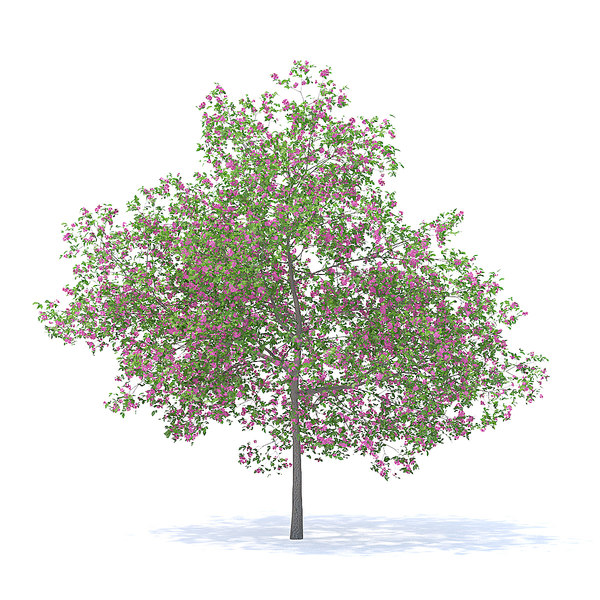 3D model plum tree 7 1m