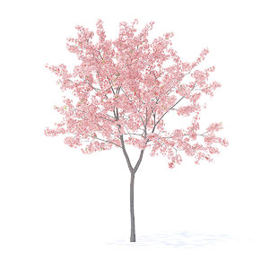 peach tree 2 3m 3D model