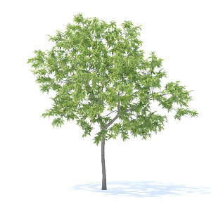 peach tree 3m 3D model
