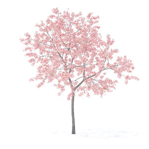3D peach tree 3m model