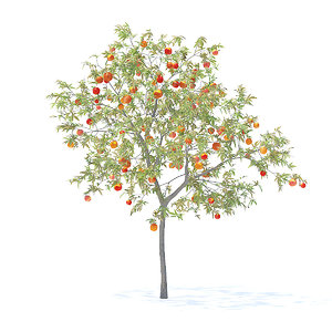 peach tree 3m 3D