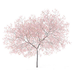 peach tree 5 8m 3D