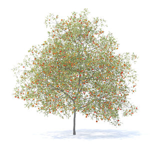 3D peach tree height: 7