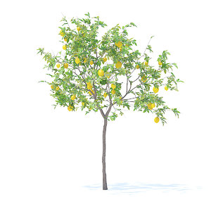 lemon tree 2 4m 3D model