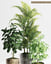 palm plants model