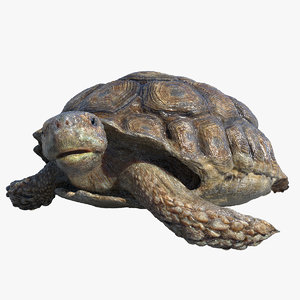 turtle rigged 3D model