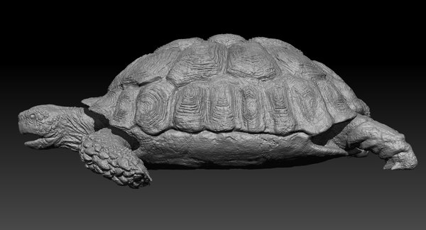 Turtle rigged 3D model - TurboSquid 1253501