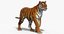 3D tiger animation