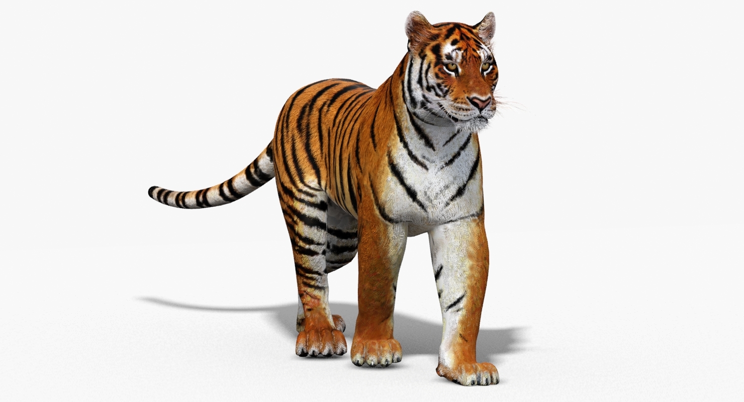 老虎阿穆尔(动画)3d模型