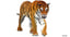 big cats lion lioness 3D